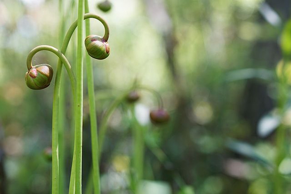 Pendulous, globose, solitary flower buds.