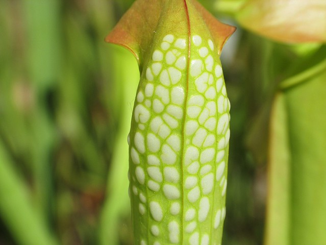 Var. okefenokeensis close up