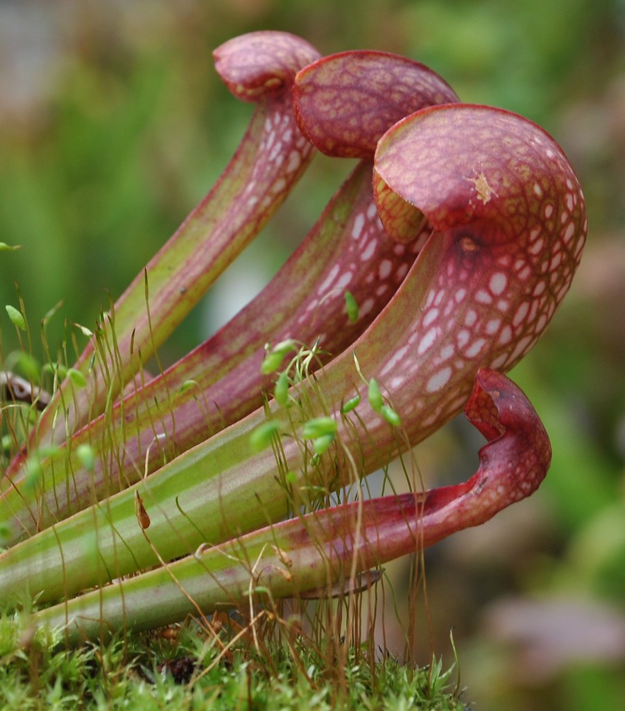 Close-up on hooded tops of the pitchers, red with white spots