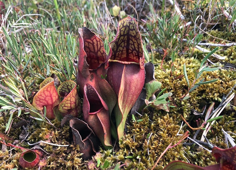 Plant in habitat. Pitchers procumbent and purple.