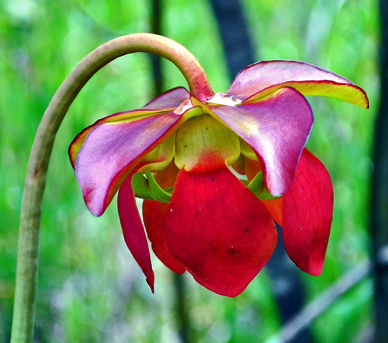 Close-up of a solitary, pendulous, red flower.