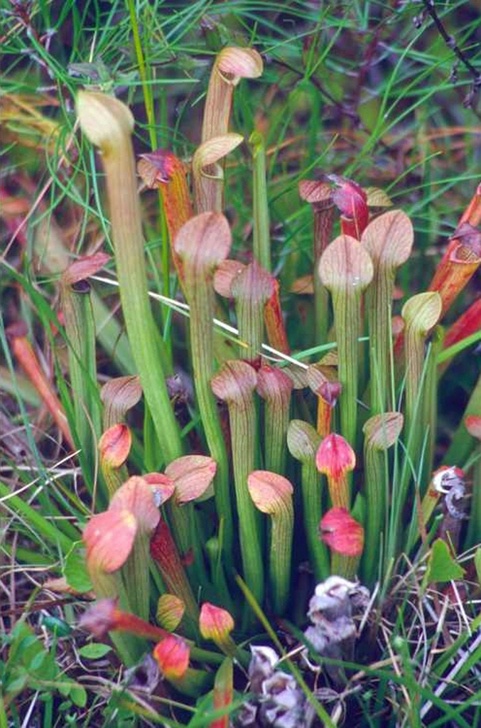 Cluster of erect, lidded pitchers with red veins & red lids