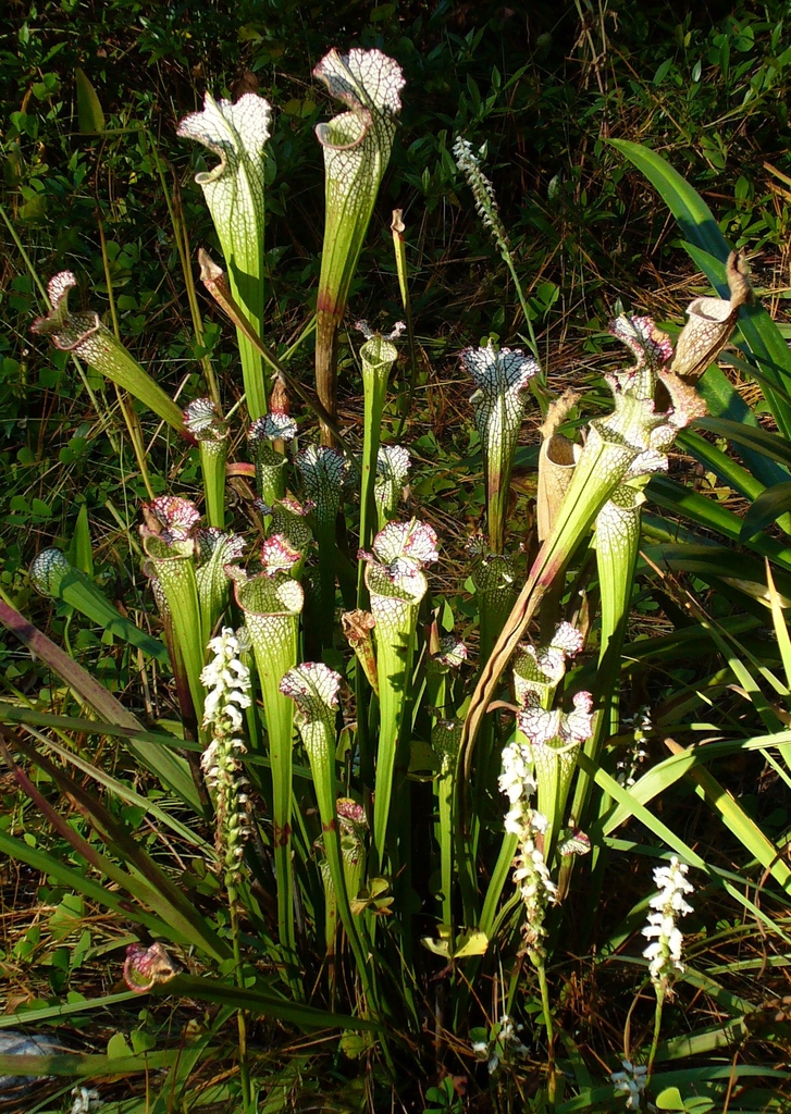 Clump of pitchers in the wild with white Spiranthes orchids