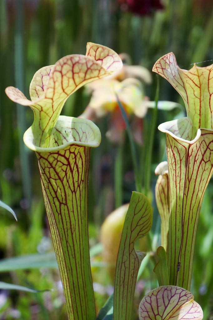 A stand of lidded pitchers pale green with red veins
