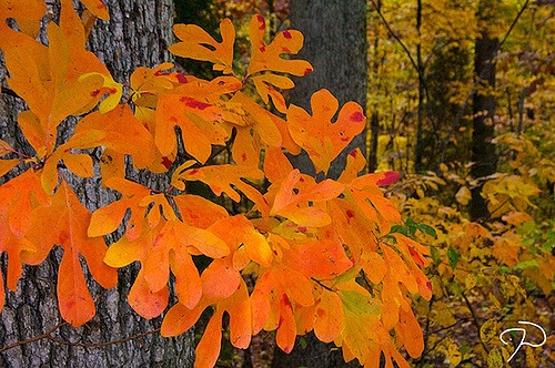 Fall color