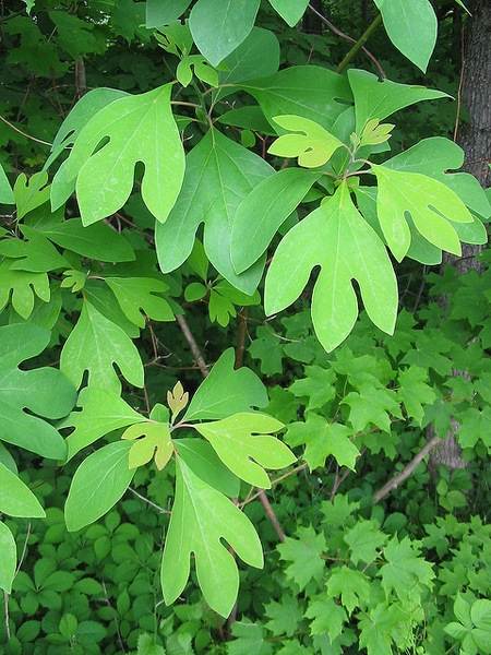 Leaves