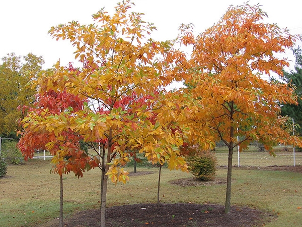 Fall form