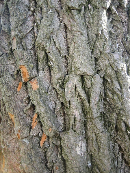 Bark