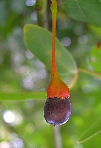 Fruit