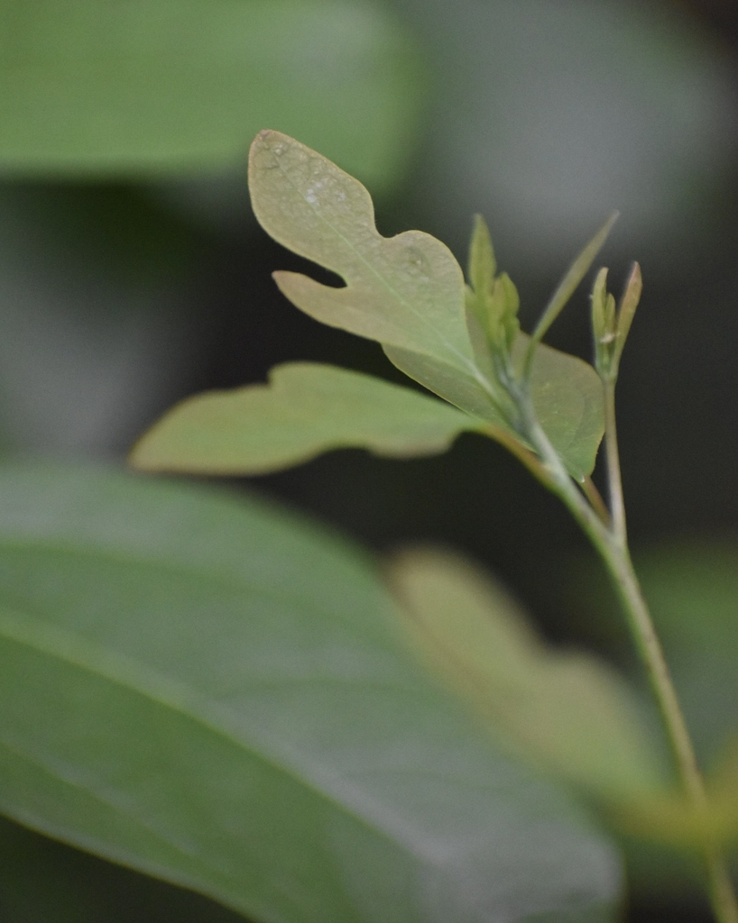 New Leaves - May - Halifax Co., NC