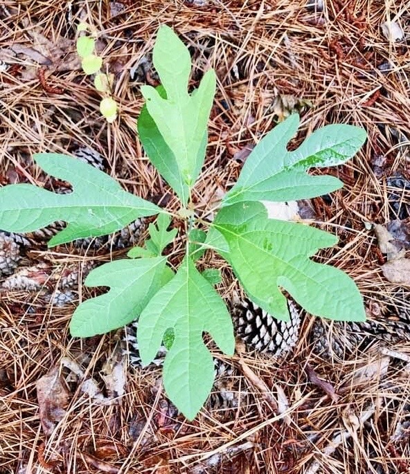 seedling, spring, Warren County, NC
