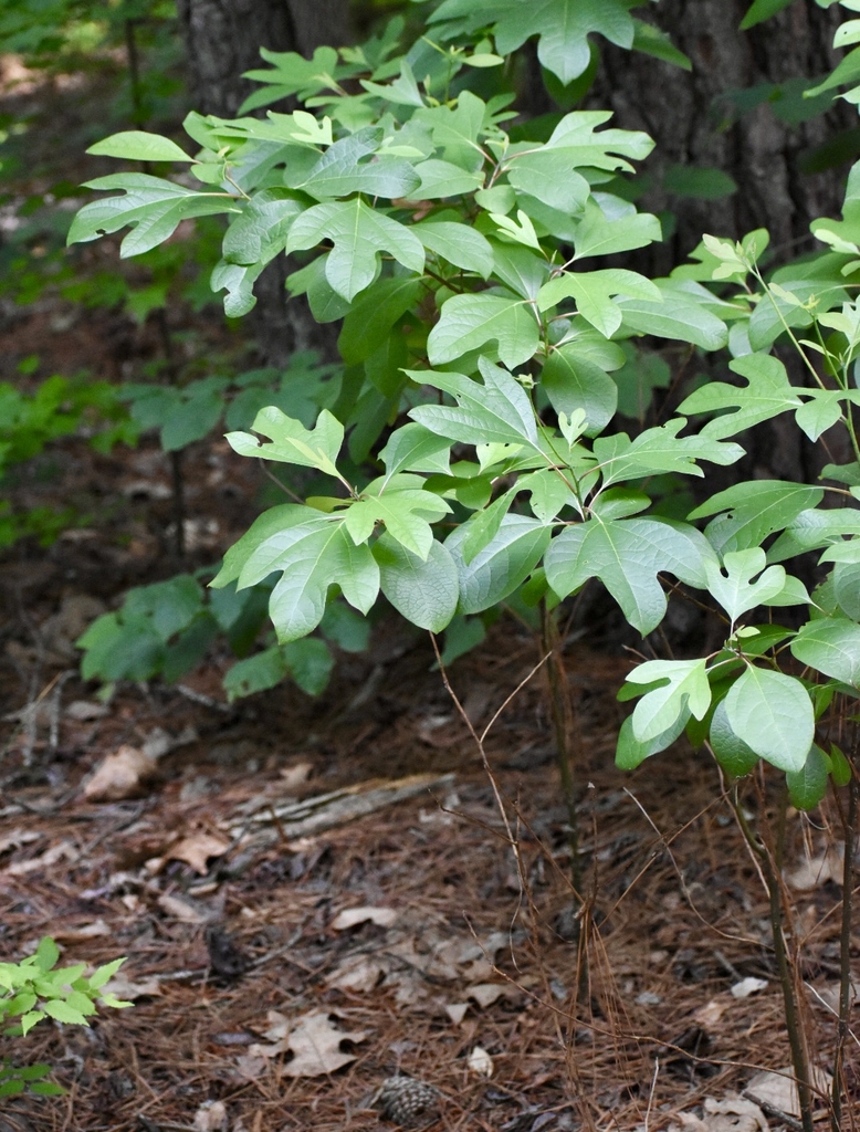 Seedlings Form - May - Halifax Co., NC