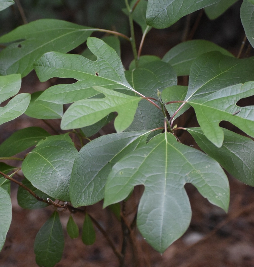 Leaves - May - Halifax Co., NC