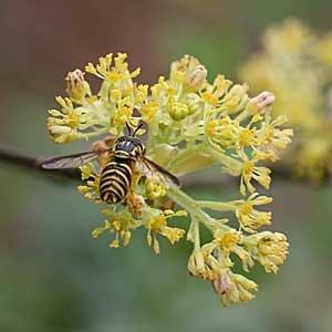 Syrphid fly pollinating a flower.
