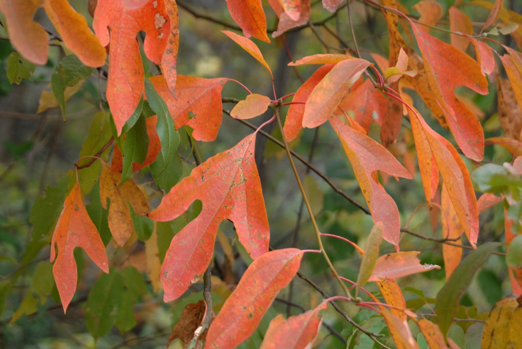 Fall Color Leaf