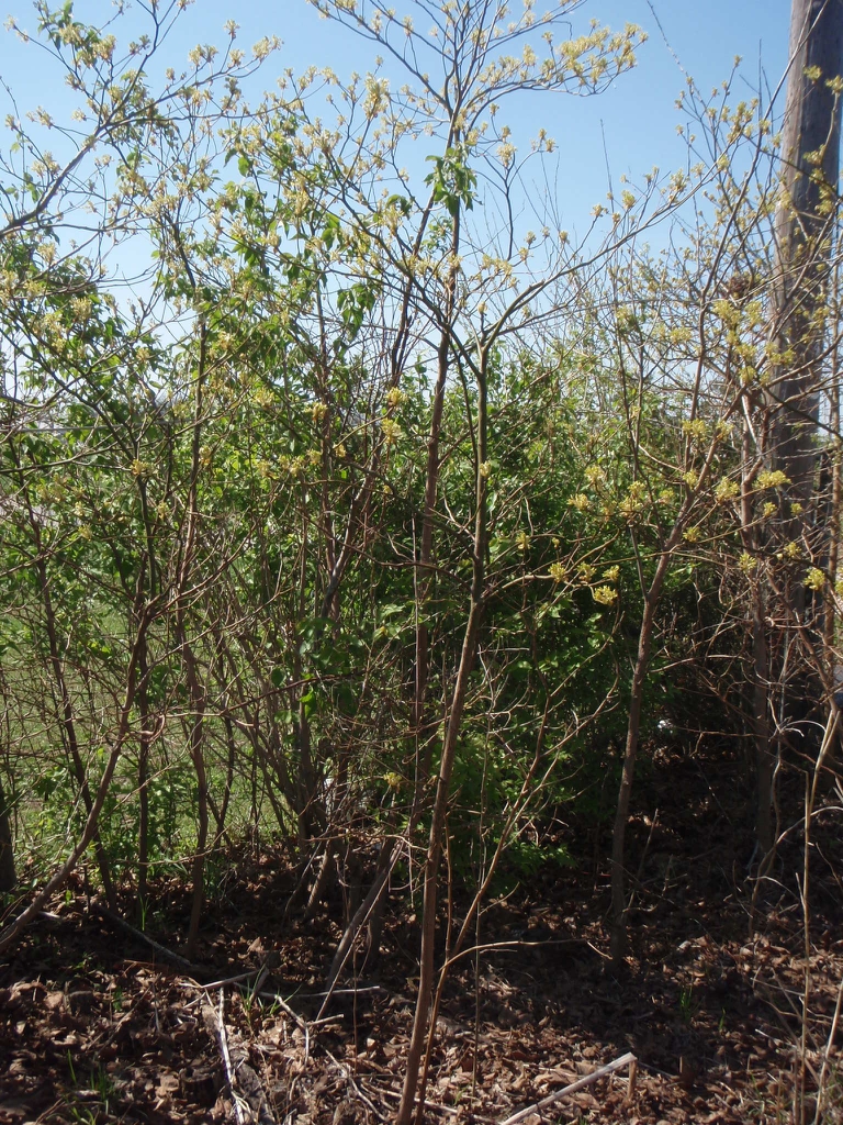 Sassafras albidum