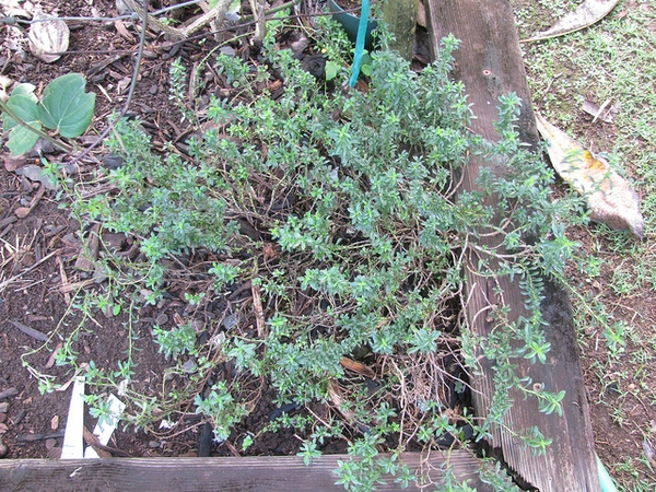 Satureja hortensis