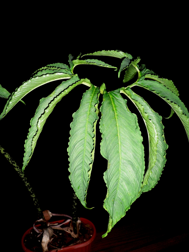 Leaf of S.foglia