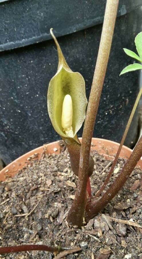 Flower of S. horsfieldii