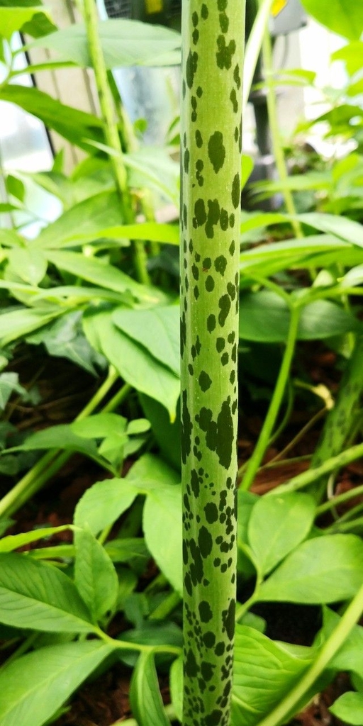 Spotted stem of S. venosum