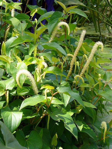Saururus cernuus