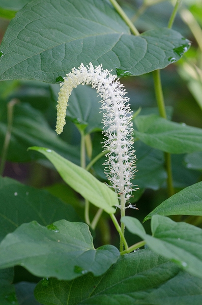 Saururus cernuus