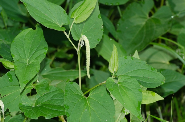 Saururus cernuus
