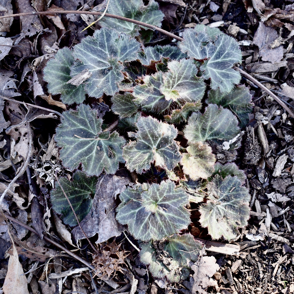 Form - Spring - Warren Co., NC