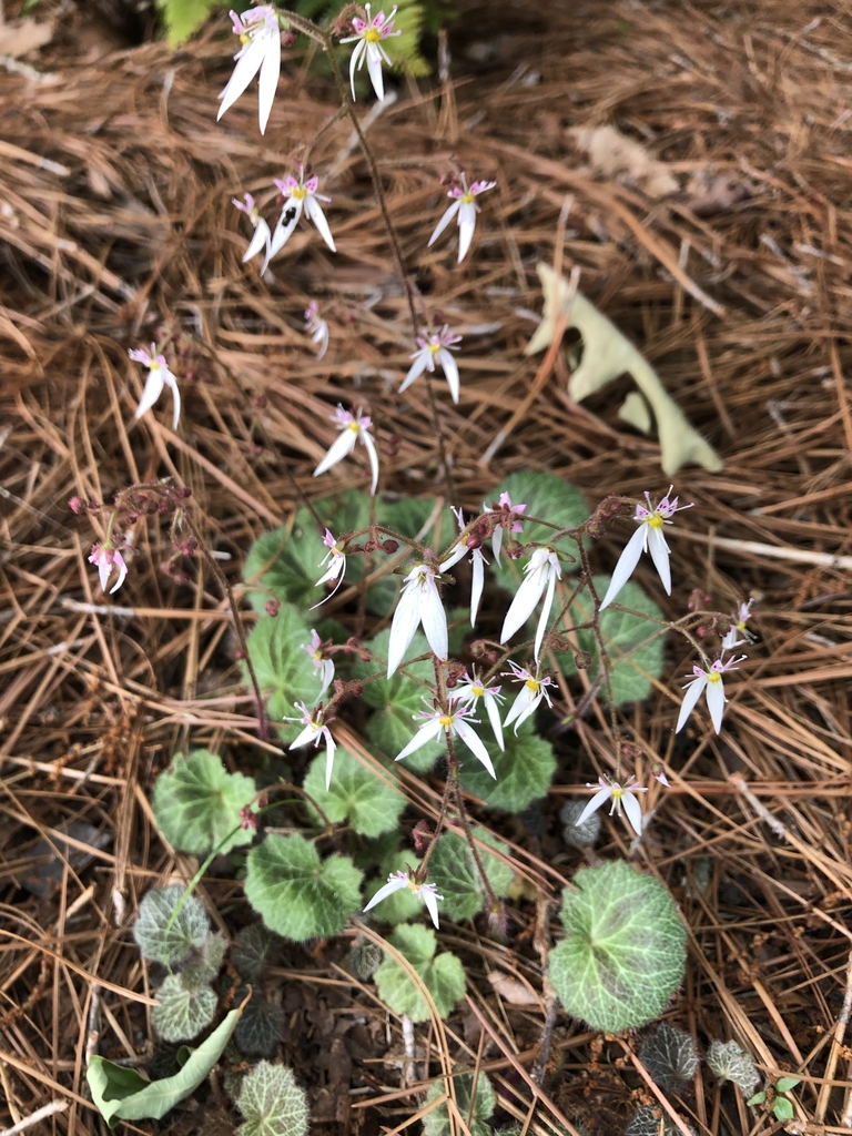 Form - May 22 - Warren Co., NC