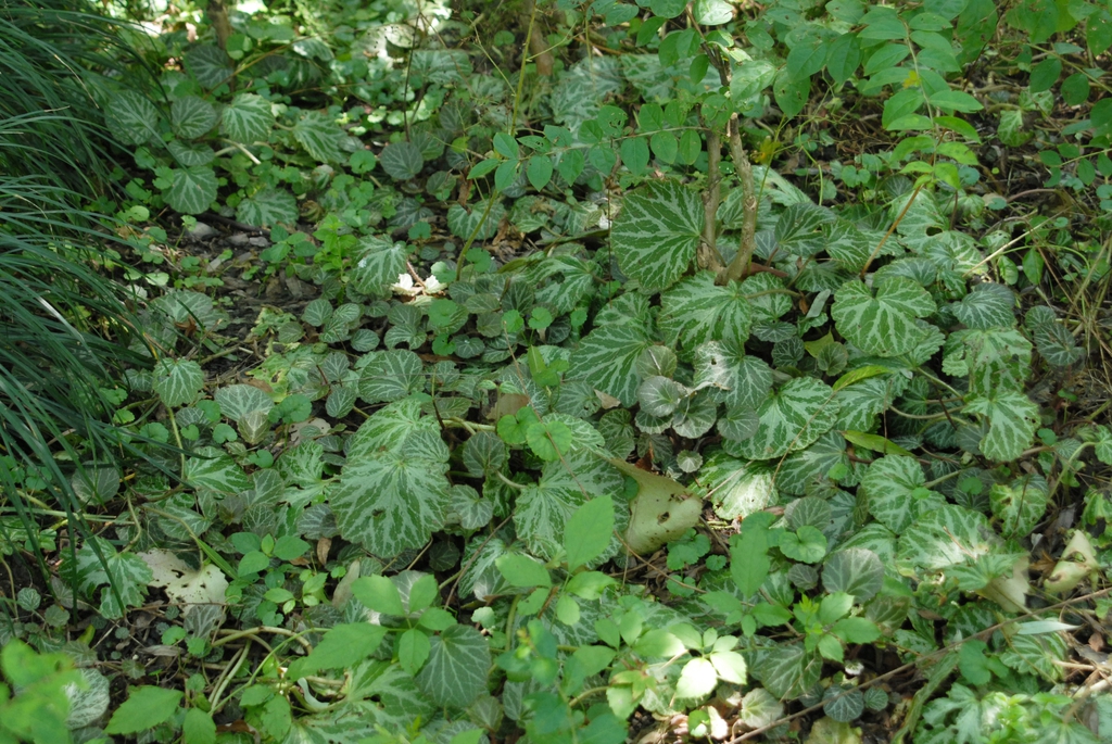 Saxifraga stolonifera