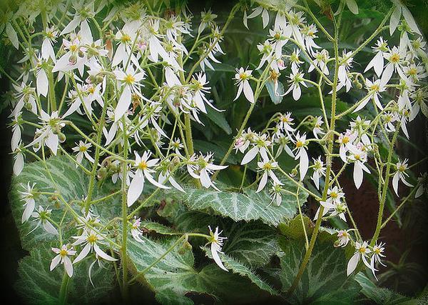 Saxifraga stolonifera