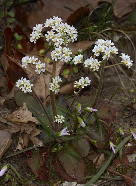Micranthes virginiensis
