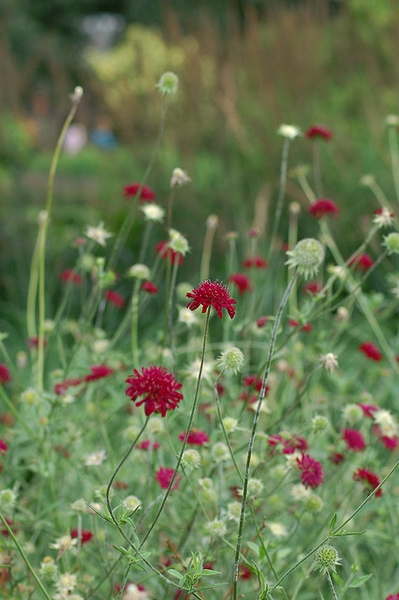 Scabiosa atropurpurea