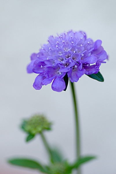 Inflorescence of lavender-blue flowers in a dense cluster.