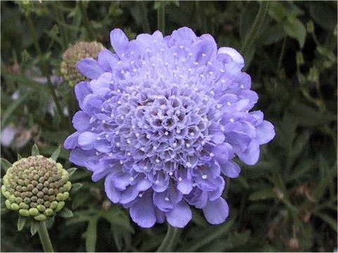 Inflorescence of lavender-blue flowers in a dense cluster.