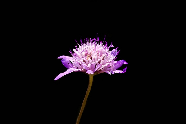 Inflorescence of pinkikish flowers in a dense cluster.