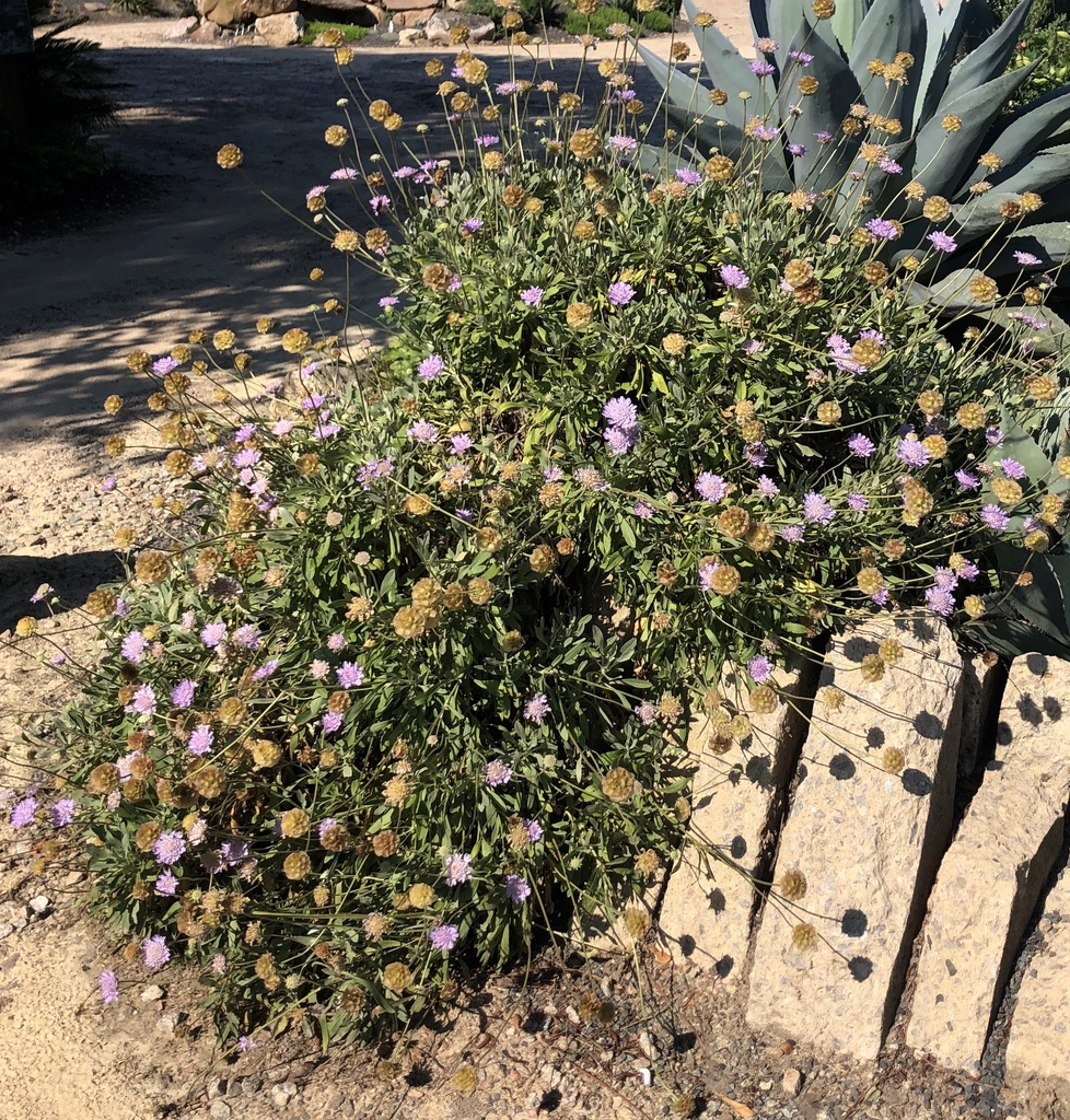 Dwarf Pin Cushion Form - June - Wake Co., NC