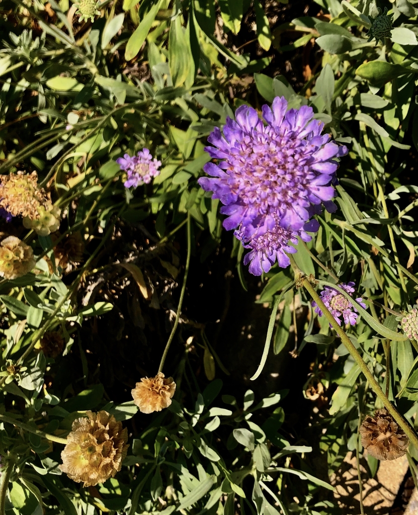 Dwarf Pin Cushion Flower - June - Wake Co., NC