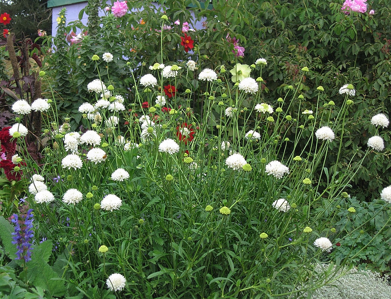 Dense stand of plants with pinnatifid leaves and white flowers.