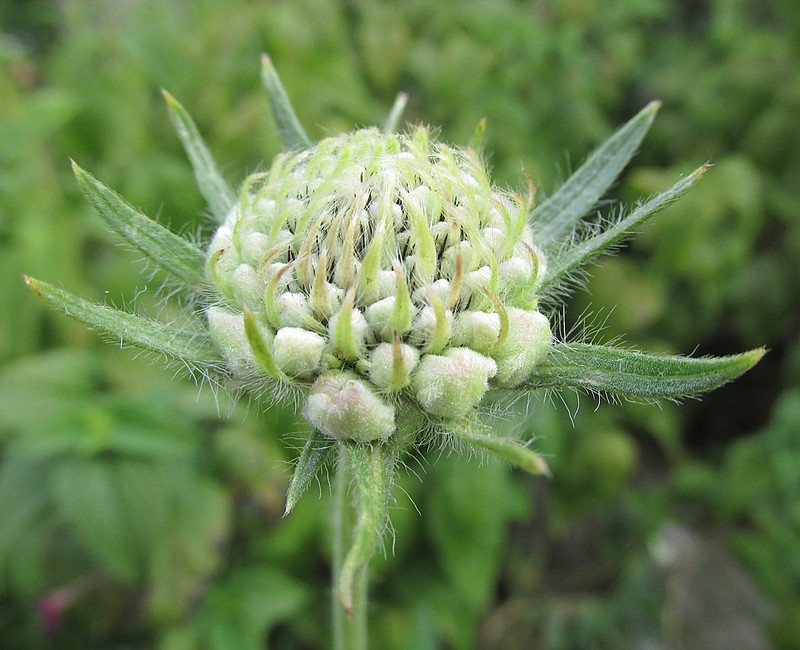 Head of flower buds, subtended by narrow bracts.