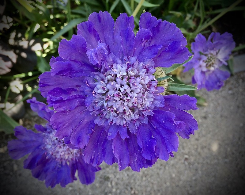 Head of dark blue flowers