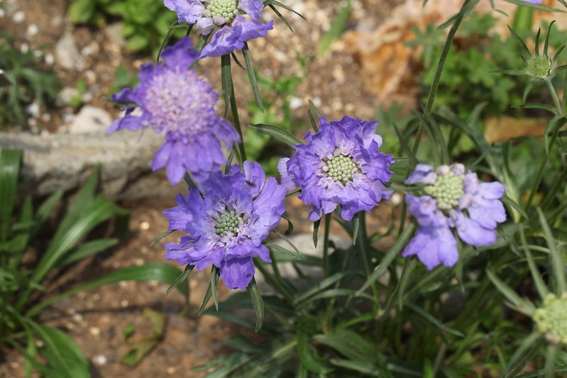 Low plant with heads of pale blue flowers.