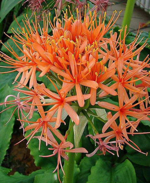 Scadoxus multiflorus