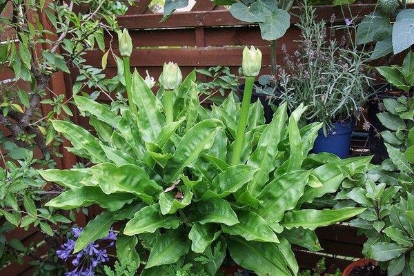Scadoxus multiflorus