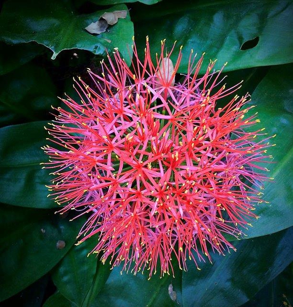 Scadoxus multiflorus
