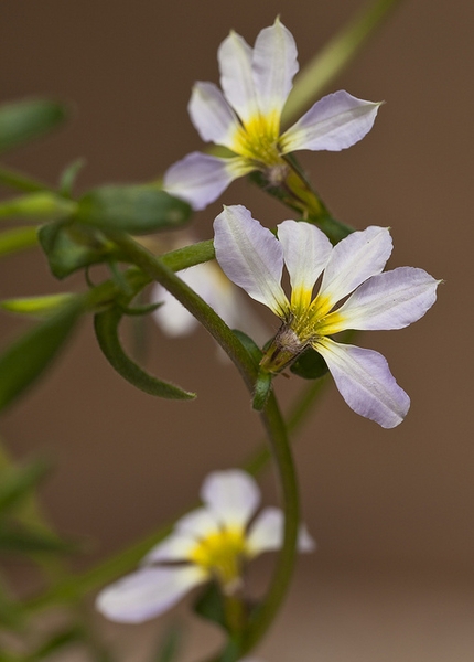 Scaevola aemula