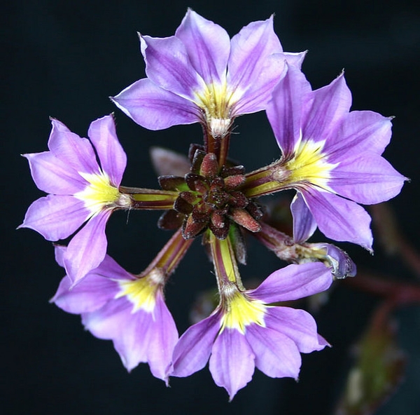 'Bombay Lavender' flower