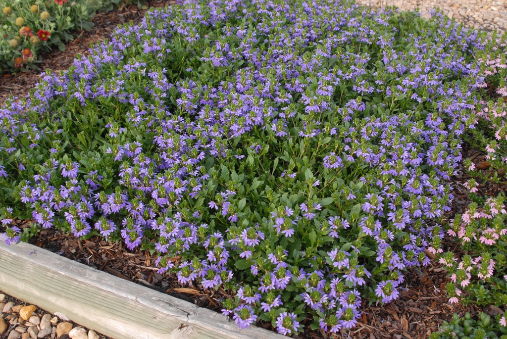'Bombay Dark Blue' Form