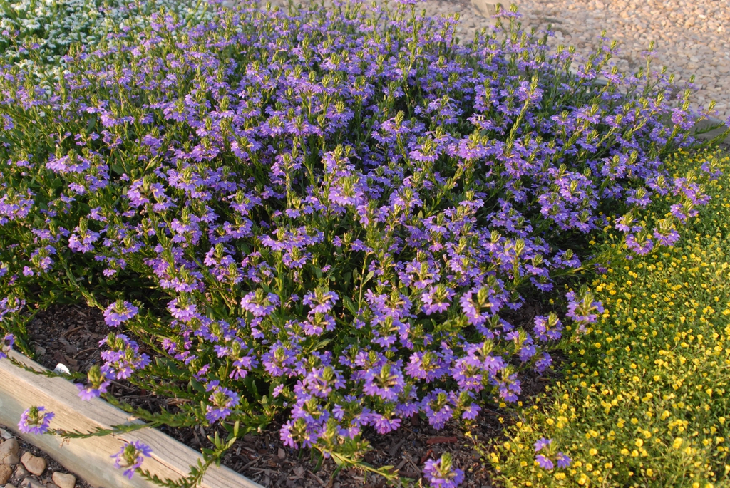Scaevola aemula