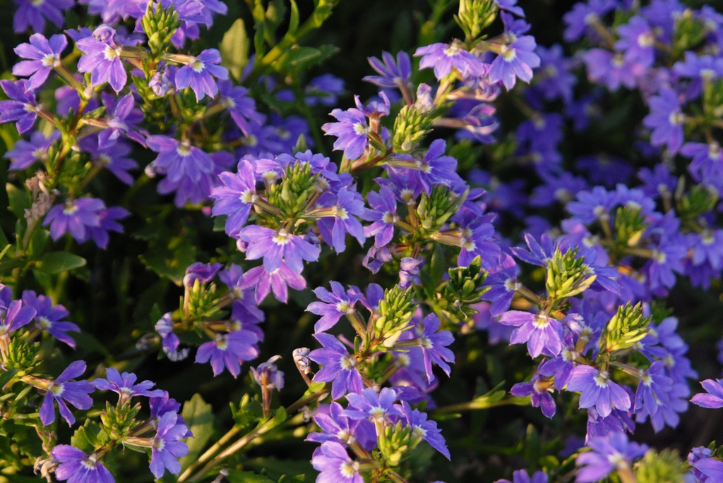 Scaevola aemula